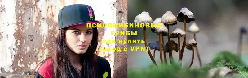 Галлюциногенные грибы Psilocybe  Гаврилов Посад 